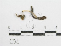 鬼傘屬藏品圖，第1張