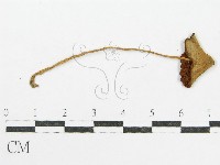 登錄號:F0012630藏品圖，第1張