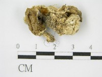 登錄號:F0012632藏品圖，第1張