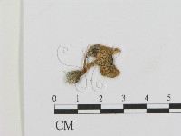 登錄號:F0012634藏品圖，第1張