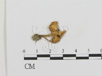 登錄號:F0012634藏品圖，第3張