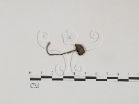 登錄號:F0012635藏品圖，第1張