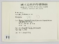小菇屬藏品圖，第2張