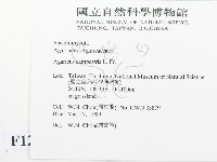 四孢蘑菇藏品圖，第2張