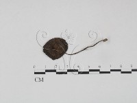 登錄號:F0012638藏品圖，第1張