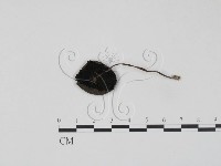 登錄號:F0012638藏品圖，第3張
