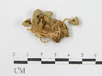 登錄號:F0012639藏品圖，第3張