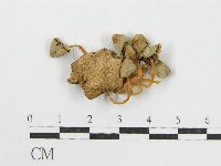 登錄號:F0012639藏品圖，第4張