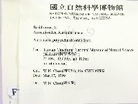 毛木耳藏品圖，第2張