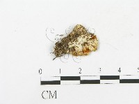 登錄號:F0012641藏品圖，第1張