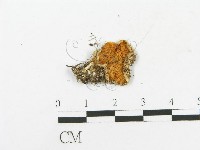 登錄號:F0012641藏品圖，第3張