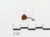 登錄號:F0012643藏品圖，第1張