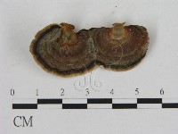 Accession Number:F0012645 Collection Image, Figure 1, Total 3 Figures