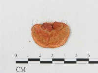 登錄號:F0012649藏品圖，第3張