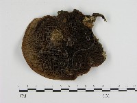 登錄號:F0012651藏品圖，第1張