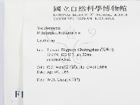 黑蛋巢菌屬藏品圖，第2張