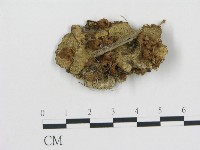 黑蛋巢菌屬藏品圖，第1張