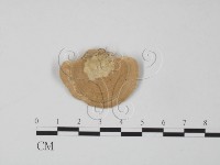 登錄號:F0012653藏品圖，第1張