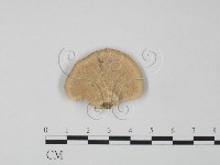 登錄號:F0012653藏品圖，第3張
