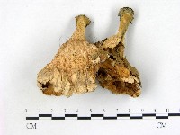 優雅波邊革菌藏品圖，第1張