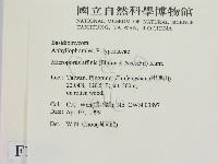 相鄰小孔菌藏品圖，第2張