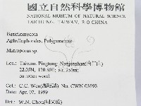 小孔菌屬藏品圖，第2張