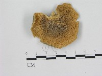 小孔菌屬藏品圖，第3張