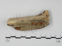 登錄號:F0012657藏品圖，第3張
