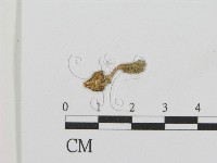 登錄號:F0012658藏品圖，第3張