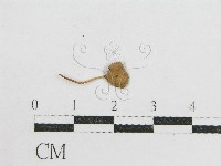 登錄號:F0012659藏品圖，第3張