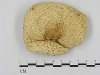 登錄號:F0012661藏品圖，第1張
