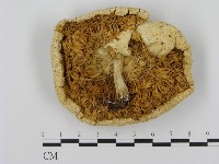 登錄號:F0012661藏品圖，第3張