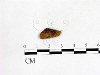 登錄號:F0012662藏品圖，第1張