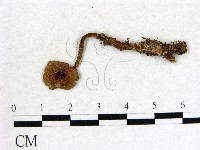 登錄號:F0012666藏品圖，第1張