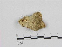 登錄號:F0012667藏品圖，第3張