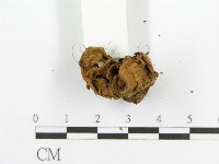 登錄號:F0012668藏品圖，第4張