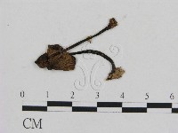 登錄號:F0012670藏品圖，第1張