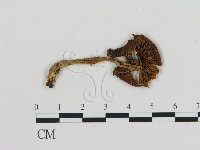 登錄號:F0012671藏品圖，第1張