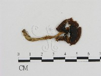 登錄號:F0012671藏品圖，第3張