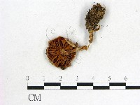 登錄號:F0012672藏品圖，第3張
