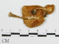 登錄號:F0012673藏品圖，第1張