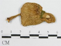 登錄號:F0012673藏品圖，第3張