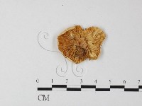 登錄號:F0012675藏品圖，第3張