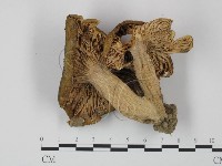 登錄號:F0012676藏品圖，第3張