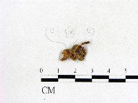 登錄號:F0012678藏品圖，第1張