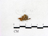 登錄號:F0012678藏品圖，第3張