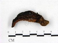 登錄號:F0012679藏品圖，第1張