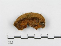 木層孔菌屬藏品圖，第4張