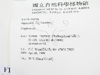 鬼傘屬藏品圖，第2張