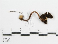 鬼傘屬藏品圖，第3張